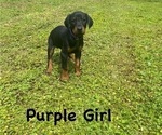 Small Photo #13 Doberman Pinscher Puppy For Sale in NEW KENT, VA, USA