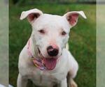 Small American Staffordshire Terrier Mix