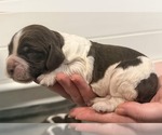 Puppy Paulie English Springer Spaniel