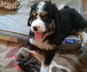 Bernedoodle Puppy for sale in ELLIJAY, GA, USA