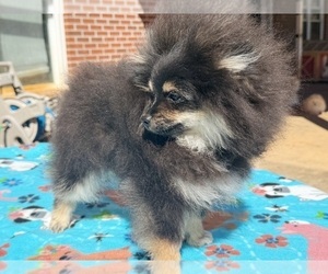Pomeranian Puppy for sale in DAWSONVILLE, GA, USA