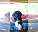 Small #11 Aussiedoodle