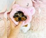 Small #3 Biewer Terrier