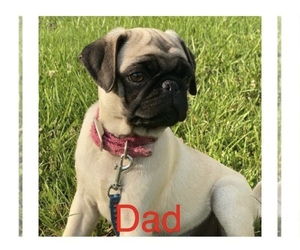 Father of the Pug puppies born on 04/22/2023