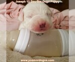 Small Photo #34 Dogo Argentino Puppy For Sale in PINEVILLE, MO, USA