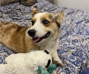 Father of the Pembroke Welsh Corgi puppies born on 05/18/2025