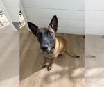 Small #4 Mutt