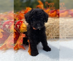 Bernedoodle (Miniature) Puppy for sale in WOODBURY, TN, USA