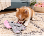 Small Photo #2 Pomeranian Puppy For Sale in HAMILTON, NJ, USA