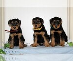 Small #1 Airedale Terrier