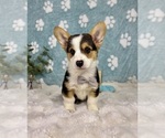 Small #2 Pembroke Welsh Corgi