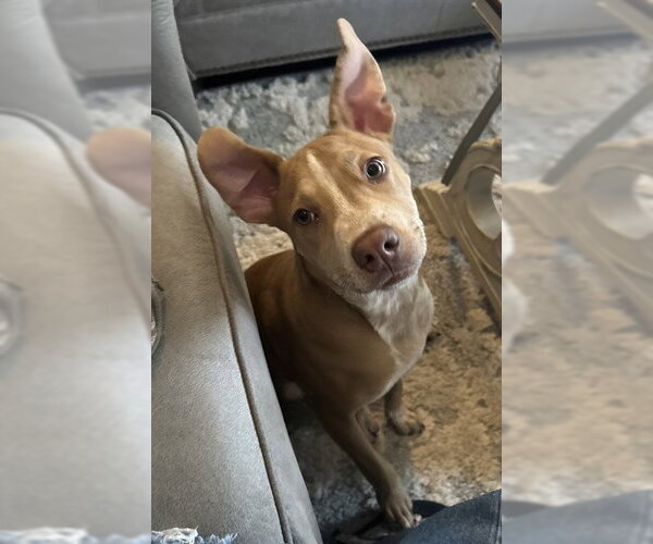 Medium Photo #2 American Pit Bull Terrier-Unknown Mix Puppy For Sale in Pasadena, TX, USA