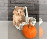Small #3 Pomeranian
