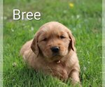 Small Photo #5 Golden Retriever Puppy For Sale in LOYAL, WI, USA