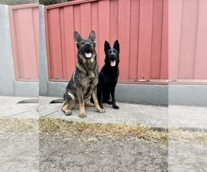 German Shepherd Dog Puppy for sale in HAYWARD, CA, USA