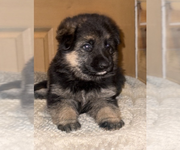 Medium Photo #3 German Shepherd Dog Puppy For Sale in SUMPTER TWP, MI, USA
