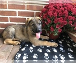 Small Photo #34 German Shepherd Dog Puppy For Sale in HAMILTON, NJ, USA
