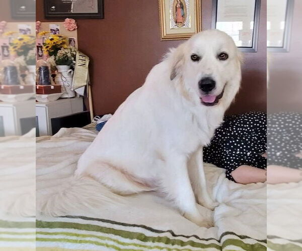 Medium Photo #7 Great Pyrenees Puppy For Sale in Spring, TX, USA
