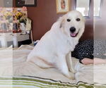 Small #6 Great Pyrenees