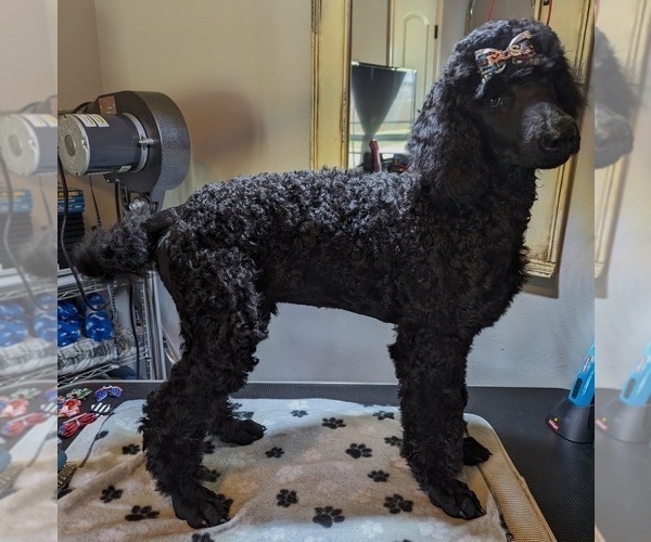 Medium Photo #20 Poodle (Standard) Puppy For Sale in SAND SPRINGS, OK, USA