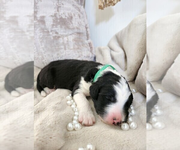 Medium Photo #8 Sheepadoodle Puppy For Sale in LEHI, UT, USA