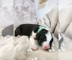 Small #7 Sheepadoodle
