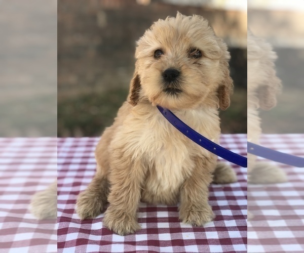 Medium Photo #3 Goldendoodle (Miniature) Puppy For Sale in BOWLING GREEN, KY, USA