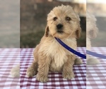 Small Photo #3 Goldendoodle (Miniature) Puppy For Sale in BOWLING GREEN, KY, USA