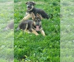 Small Photo #16 German Shepherd Dog Puppy For Sale in MOODY, MO, USA
