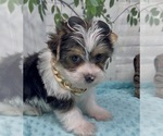 Small Photo #31 Shorkie Tzu Puppy For Sale in SELLERSBURG, IN, USA