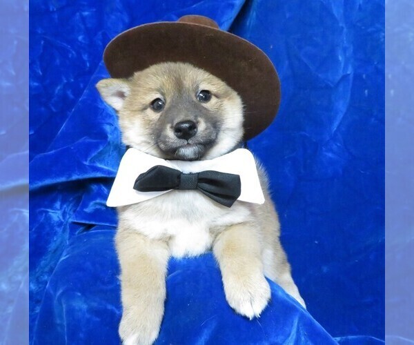 Medium Photo #1 Shiba Inu Puppy For Sale in NORWOOD, MO, USA