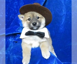 Shiba Inu Puppy for sale in NORWOOD, MO, USA