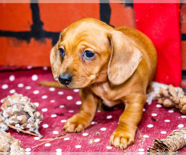 Medium Photo #9 Dachshund Puppy For Sale in WAKARUSA, IN, USA