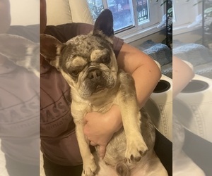 Father of the French Bulldog puppies born on 05/27/2025