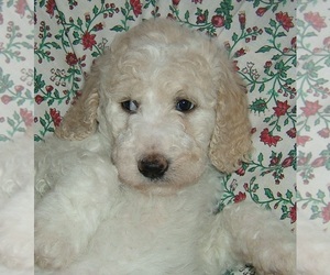 Goldendoodle Puppy for sale in KERNERSVILLE, NC, USA