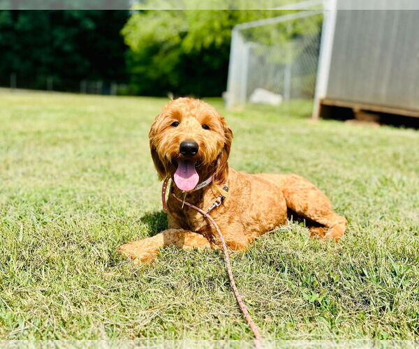 Medium Photo #1 Goldendoodle Puppy For Sale in Pacolet, SC, USA
