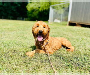 Goldendoodle Dogs for adoption in Pacolet, SC, USA