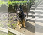 Small #6 German Shepherd Dog
