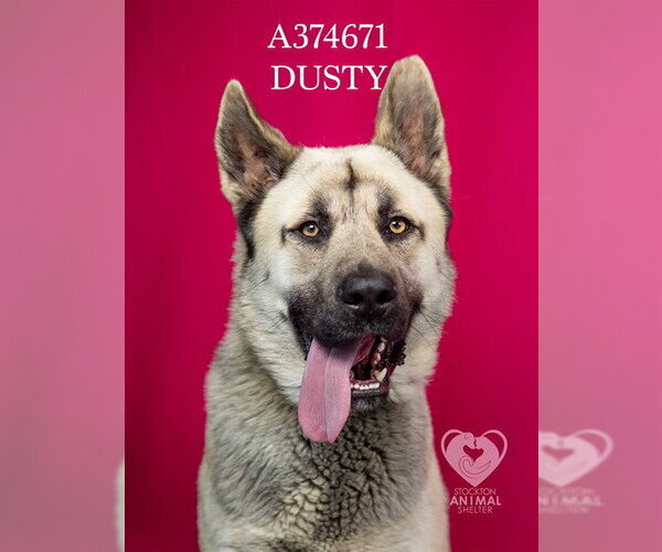 Medium Photo #2 Siberian Husky-Unknown Mix Puppy For Sale in Stockton, CA, USA