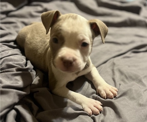 Medium Photo #17 American Bully Puppy For Sale in BUFFALO, NY, USA