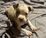 Small #3 American Bully