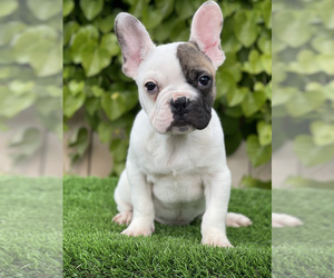 French Bulldog Puppy for sale in SAN DIEGO, CA, USA