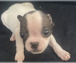 Small Photo #6 Faux Frenchbo Bulldog Puppy For Sale in GLOUCESTER CITY, NJ, USA