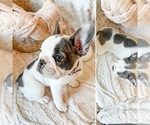 Small French Bulldog