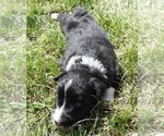 Small Photo #8 Border Collie Puppy For Sale in CARLISLE, KY, USA