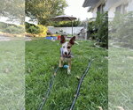 Small #4 American Pit Bull Terrier Mix