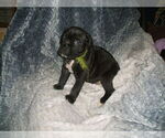 Small Photo #5 Cane Corso Puppy For Sale in SEABECK, WA, USA