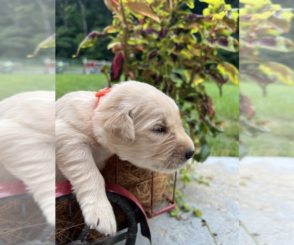Medium Photo #2 Golden Retriever Puppy For Sale in NEOLA, WV, USA