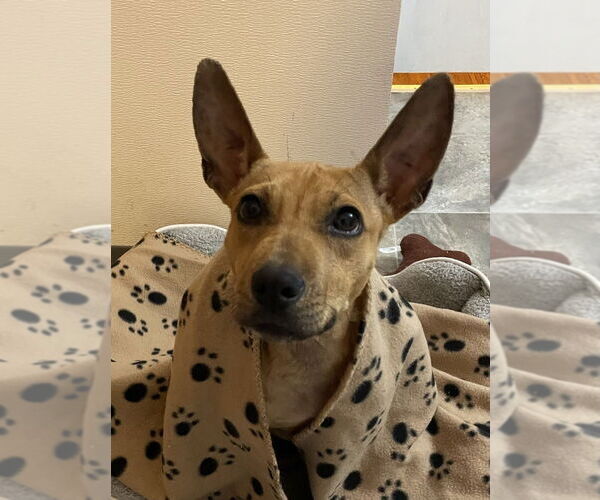 Medium Photo #3 Mutt Puppy For Sale in oakland, FL, USA