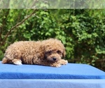 Small #39 Poodle (Toy)